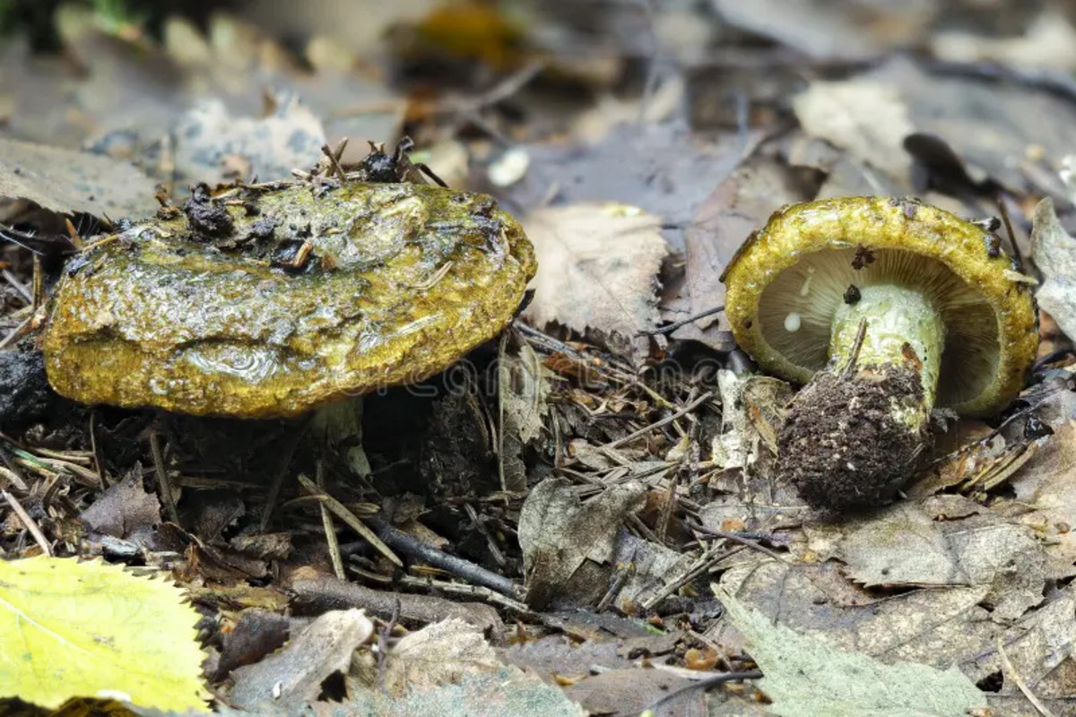 Fungos mortais estão ganhando força com o aquecimento global. Entenda como essa ameaça da natureza pode afetar o mundo todo — inclusive você.