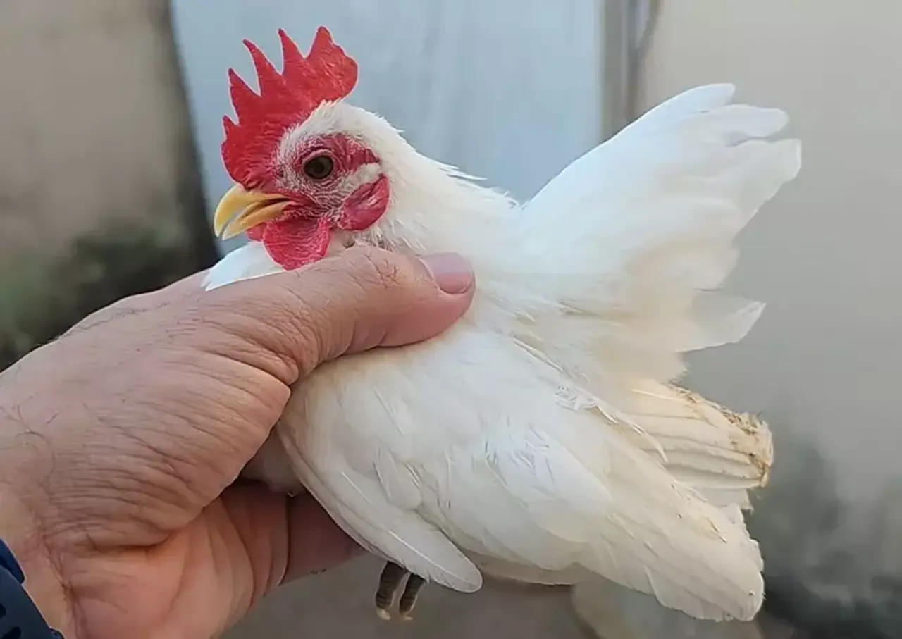 Menor galinha do mundo, Galinha, Interior de São Paulo