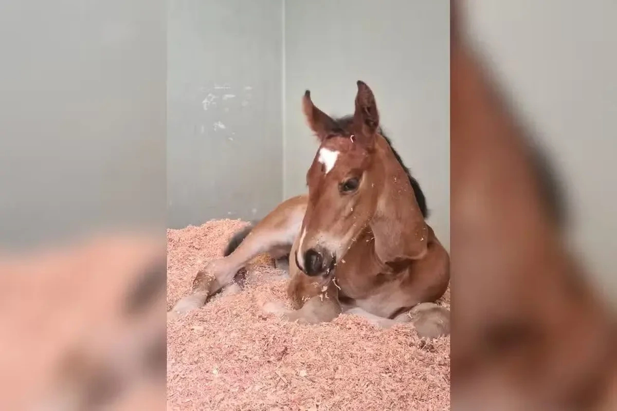 primeiro clone raça BH no Brasil, clone, Magnólia Mystic Rose, equinocultura de elite