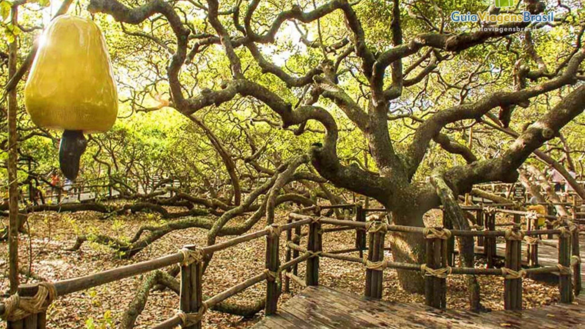 Cajueiro gigante em Pirangi do Norte sendo avaliado por técnicos ambientais após decisão judicial