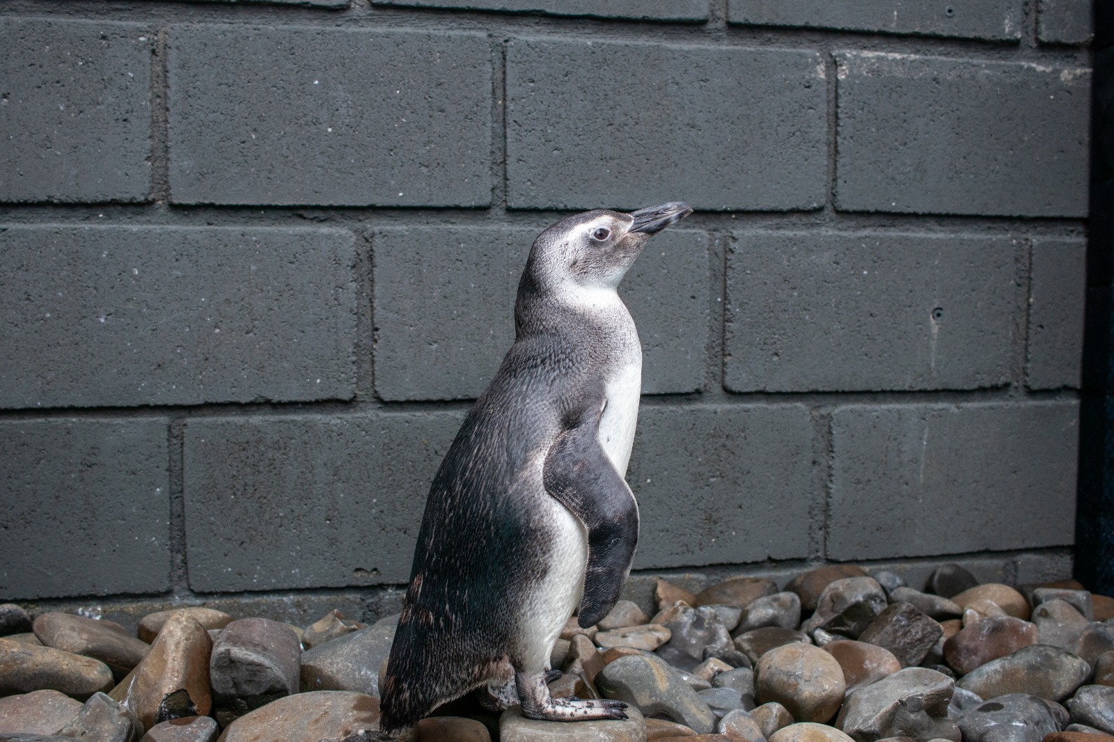No litoral brasileiro chega em massa pinguins exaustos, com severas dificuldades em encontrar comida, reflexo das mudanças climáticas.