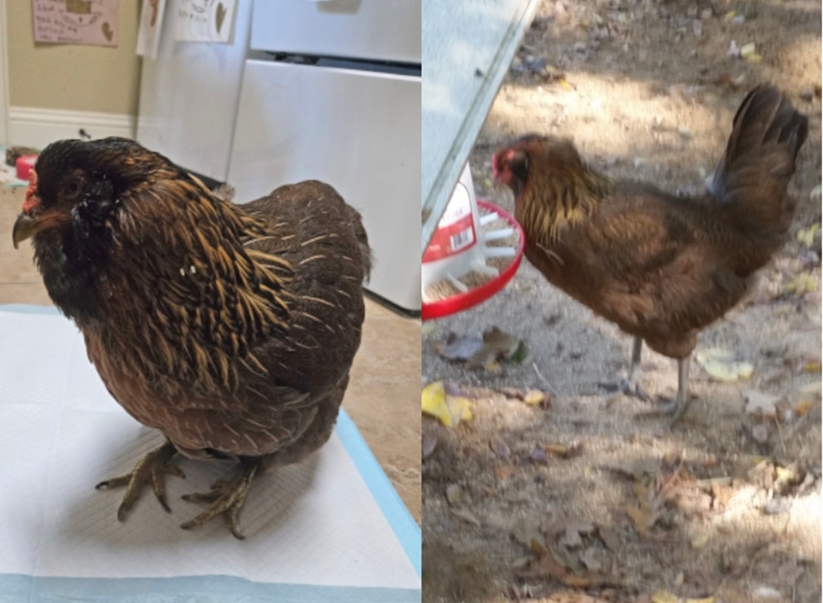 galinha mais velha do mundo