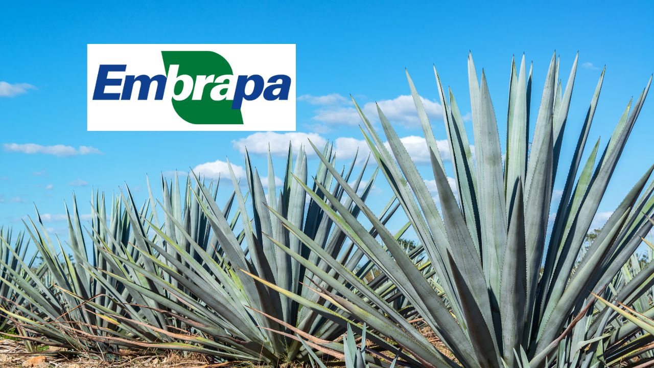 Pesquisa da Embrapa transforma a planta agave, conhecida pela tequila, em alternativa para etanol e bioenergia no Semiárido brasileiro.