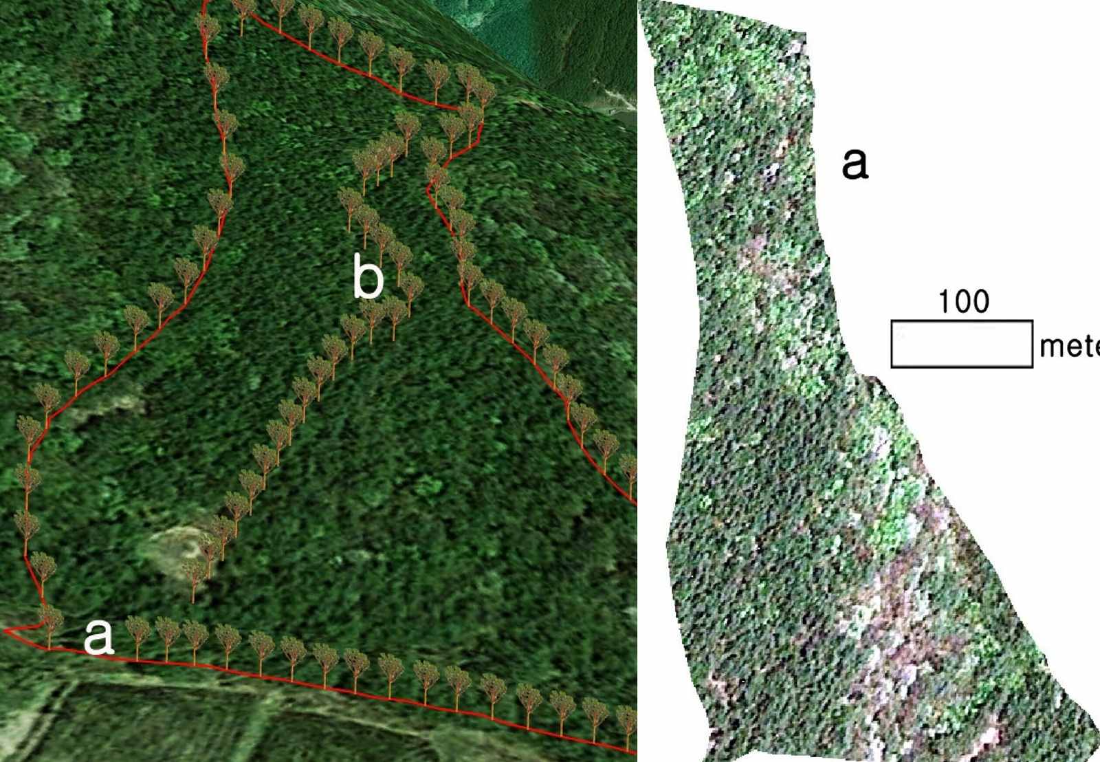 solares, arvores solares