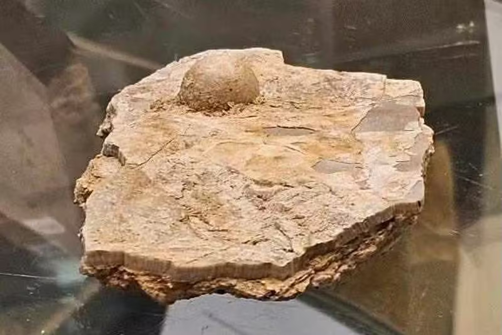 Pérola fóssil, Fóssil, Achado, Austrália