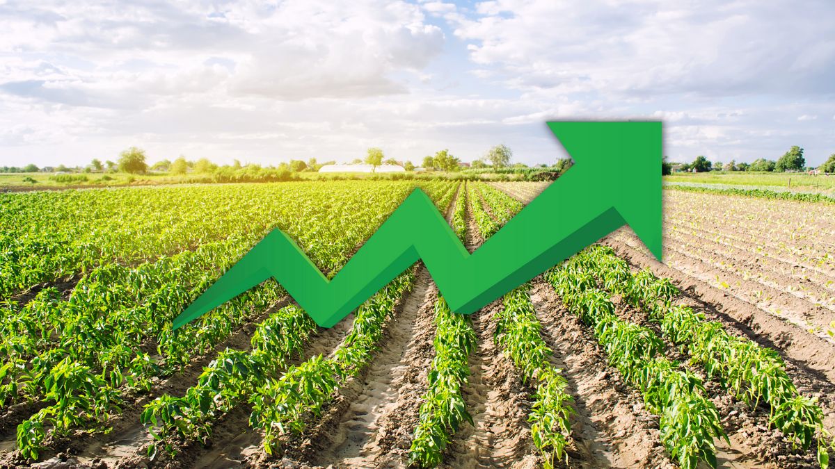 Ações do agro podem se beneficiar dos cortes na Selic a partir de 2026. Saiba como juros menores impactam o setor, quais empresas podem se destacar e o que esperar para os próximos anos.