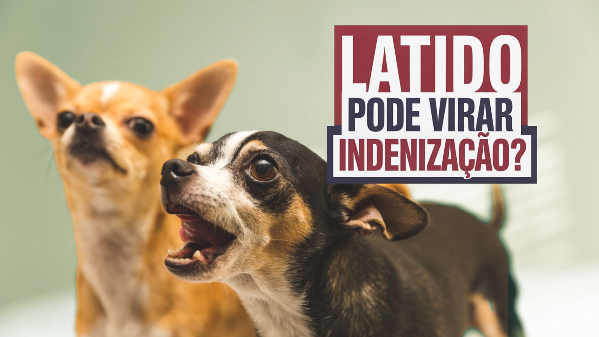 TJSC decide que latidos ocasionais não geram indenização. Caso em Itajaí reforça que só prova técnica pode garantir ação por barulho.