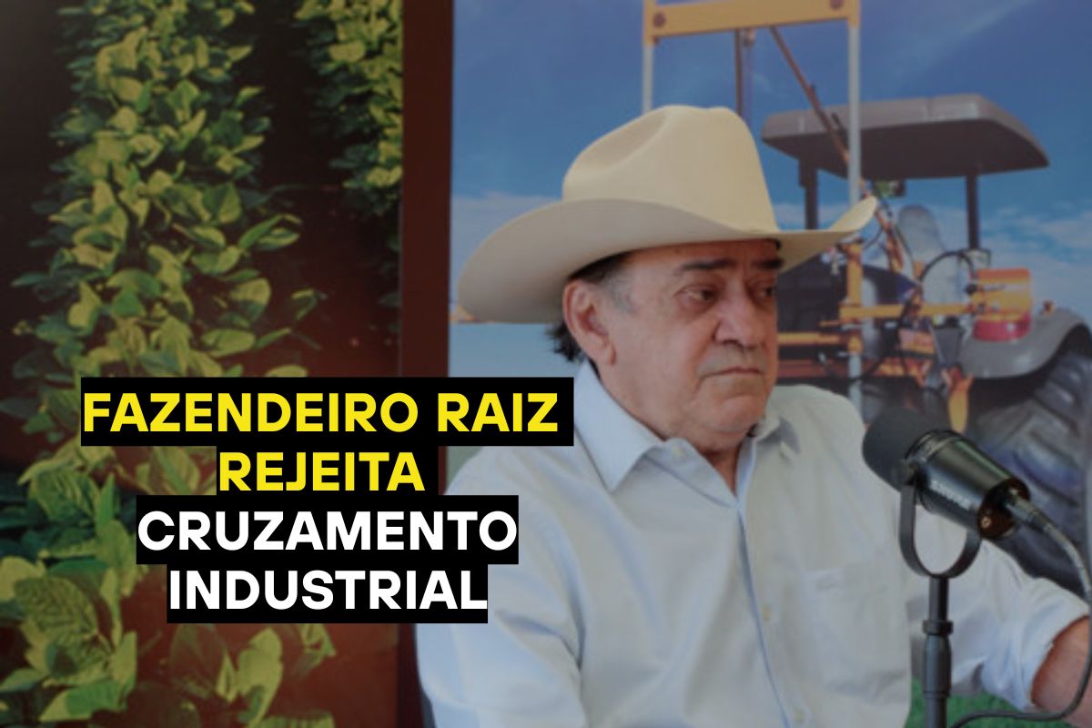No Xingu, Carlito Guimarães defende o Nelore na pecuária de corte e critica o cruzamento industrial, reacendendo debate no setor.