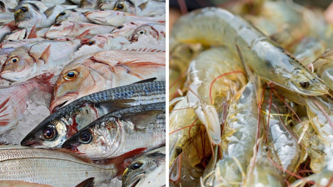 Ranking 2024 mostra os maiores produtores de peixes e camarões no Brasil. Paraná lidera na piscicultura e Ceará domina na carcinicultura.