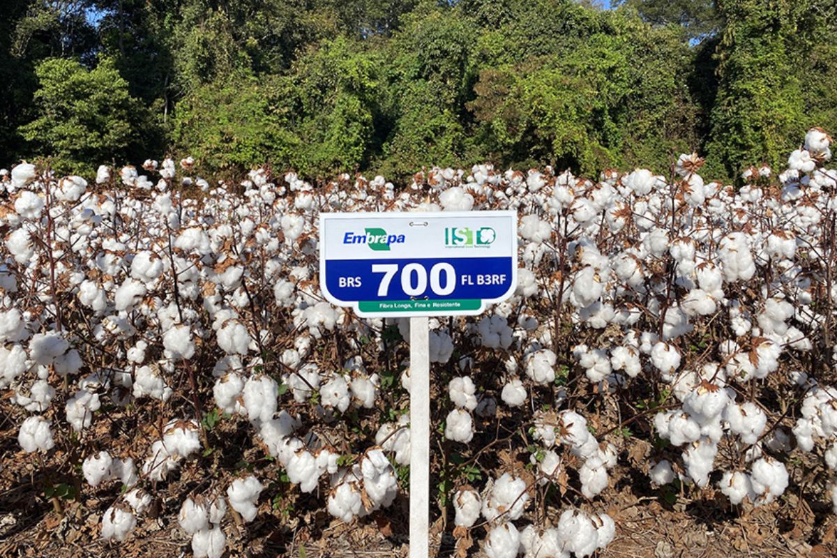 Brasil lança algodão com fibra longa de alta qualidade e resistência a doenças