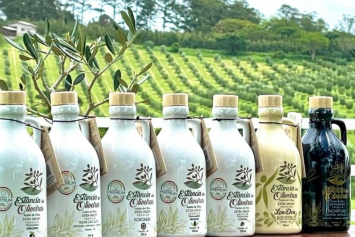Os azeites de oliva gaúchos estão conquistando cada vez mais espaço no cenário internacional e surpreendendo quem acompanha o setor de alimentos de qualidade