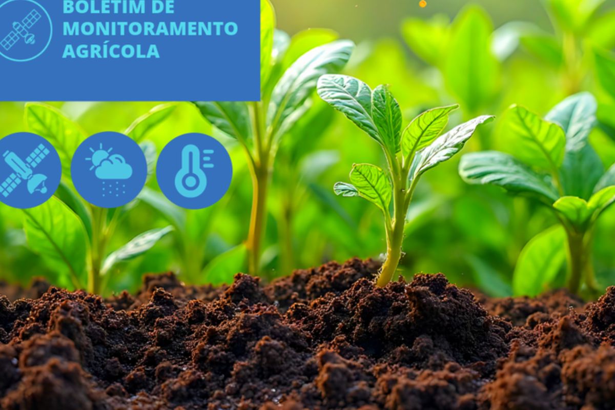 Os cultivos de inverno estão sendo favorecidos pelas chuvas na região Sul, aponta o Boletim da Conab. Trigo, milho, arroz irrigado e soja apresentam boas condições