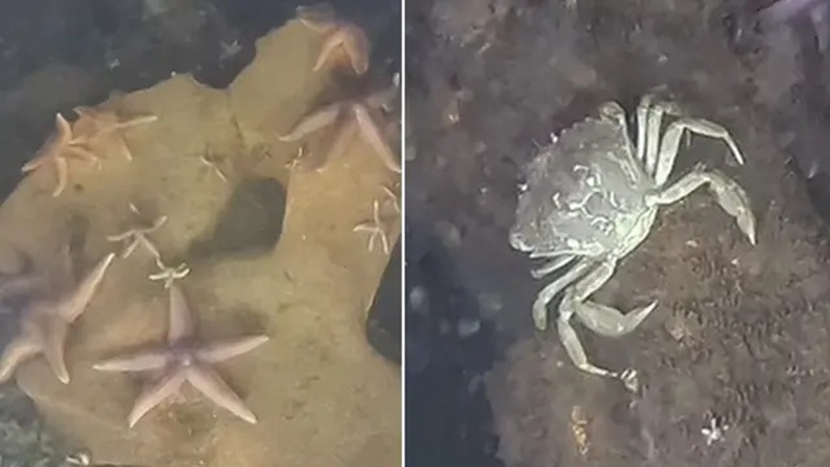 Explosivos da Segunda Guerra no Mar Báltico surpreendem cientistas: ogivas com TNT abrigam até 43 mil organismos por m²