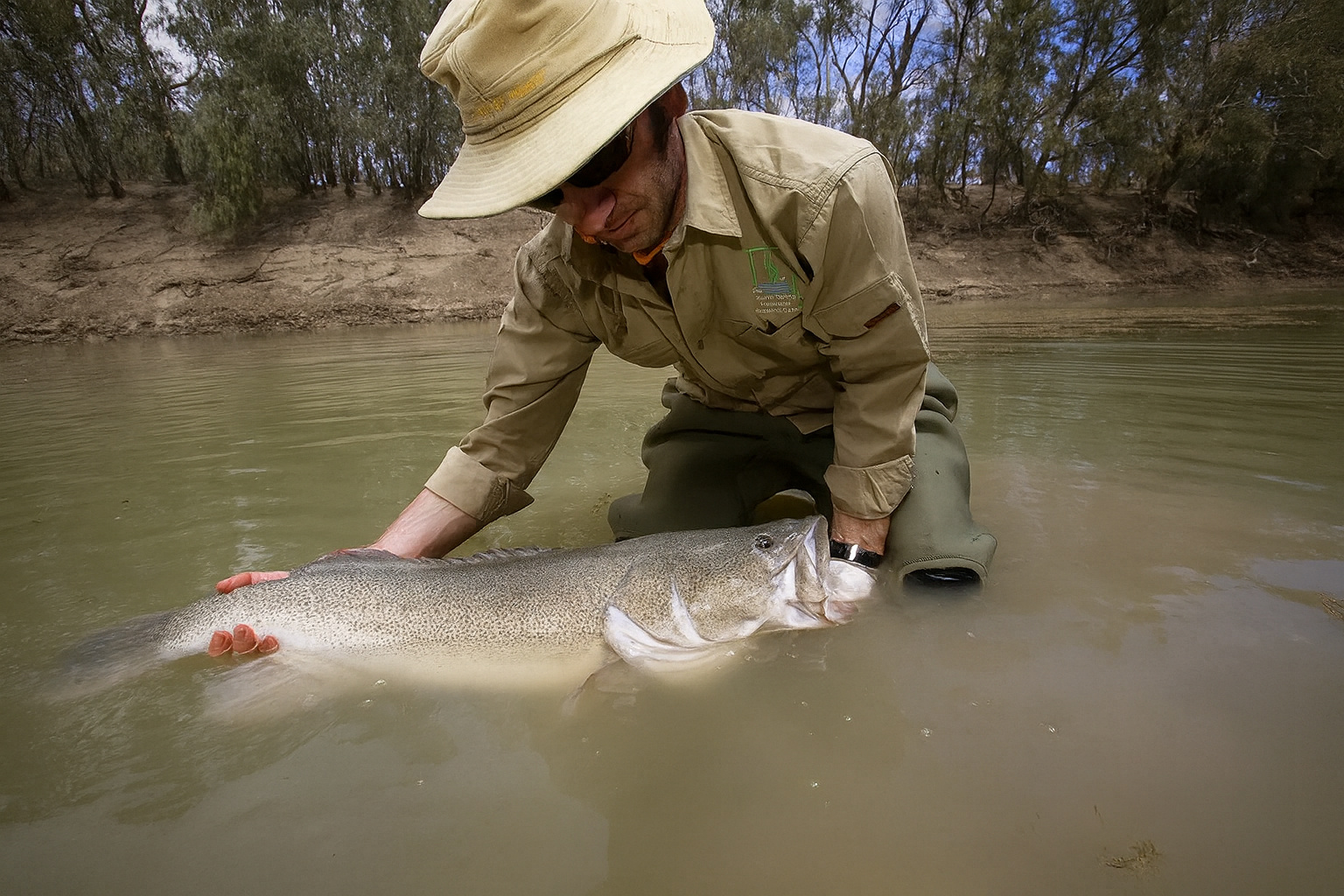 Pesquisador segura um bacalhau-de-Murray em rio australiano após jornada recorde de 900 km.