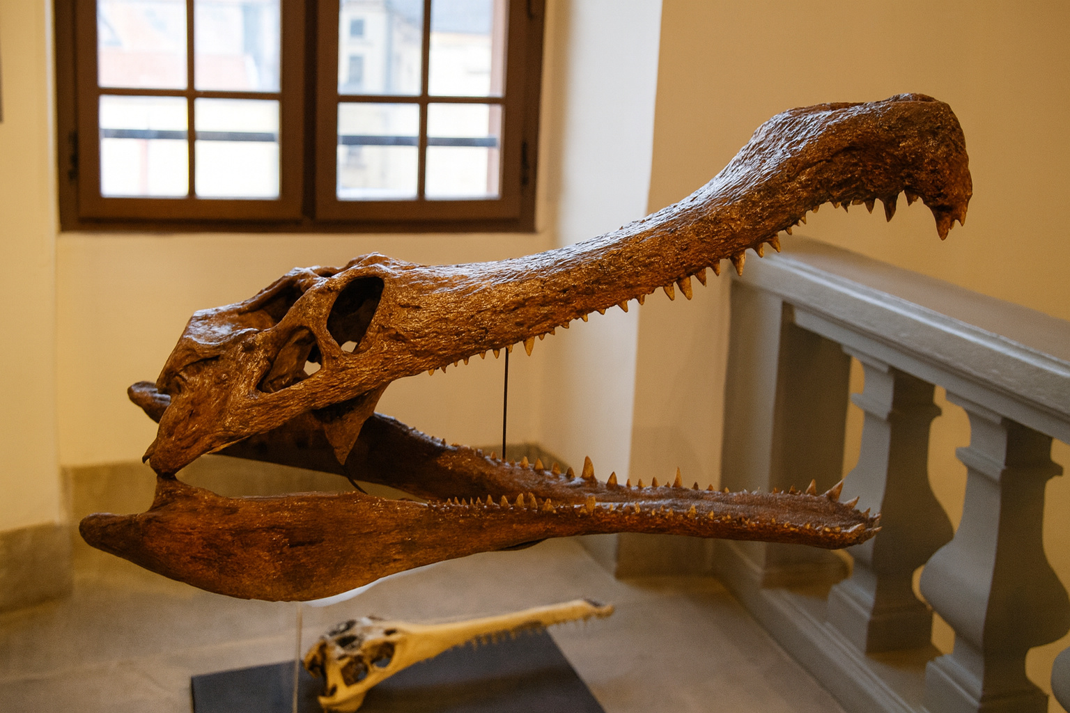 óssil do crocodilo marinho pré-histórico Wadisuchus kassabi com crânio alongado e dentes afiados em exposição no Egito.