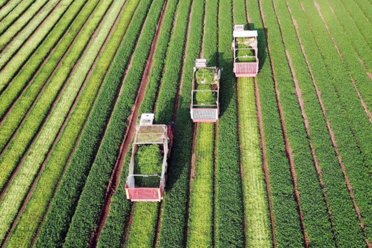 Em setembro, o estoque das letras de crédito do agronegócio alcançou impressionantes R$ 608,13 bilhões, segundo o Boletim de Finanças do Agro, divulgado pelo Ministério da Agricultura e Pecuária (Mapa)