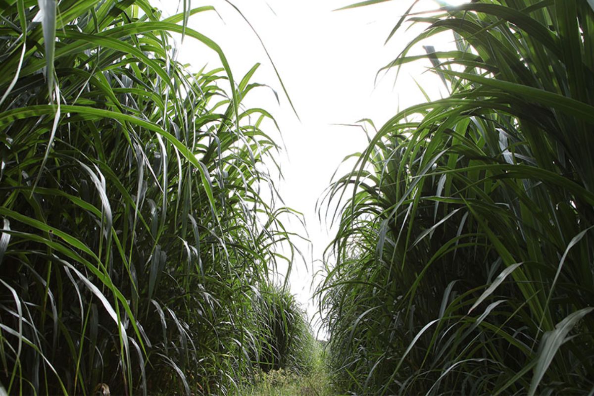 A produção vegetal e animal entra em uma nova fase com a revelação de um estudo global sobre o sequenciamento genético do capim-elefante, uma das plantas mais estratégicas para a pecuária tropical e a geração de energia renovável