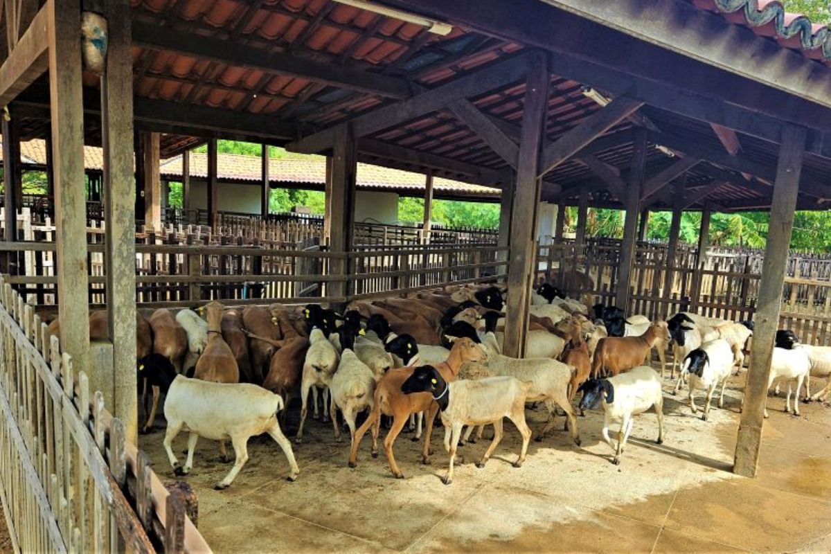 A produção de caprinos e ovinos vem ganhando força no cenário do agronegócio brasileiro, especialmente no Nordeste, e promete ser destaque na 1ª AgroSobral 2025