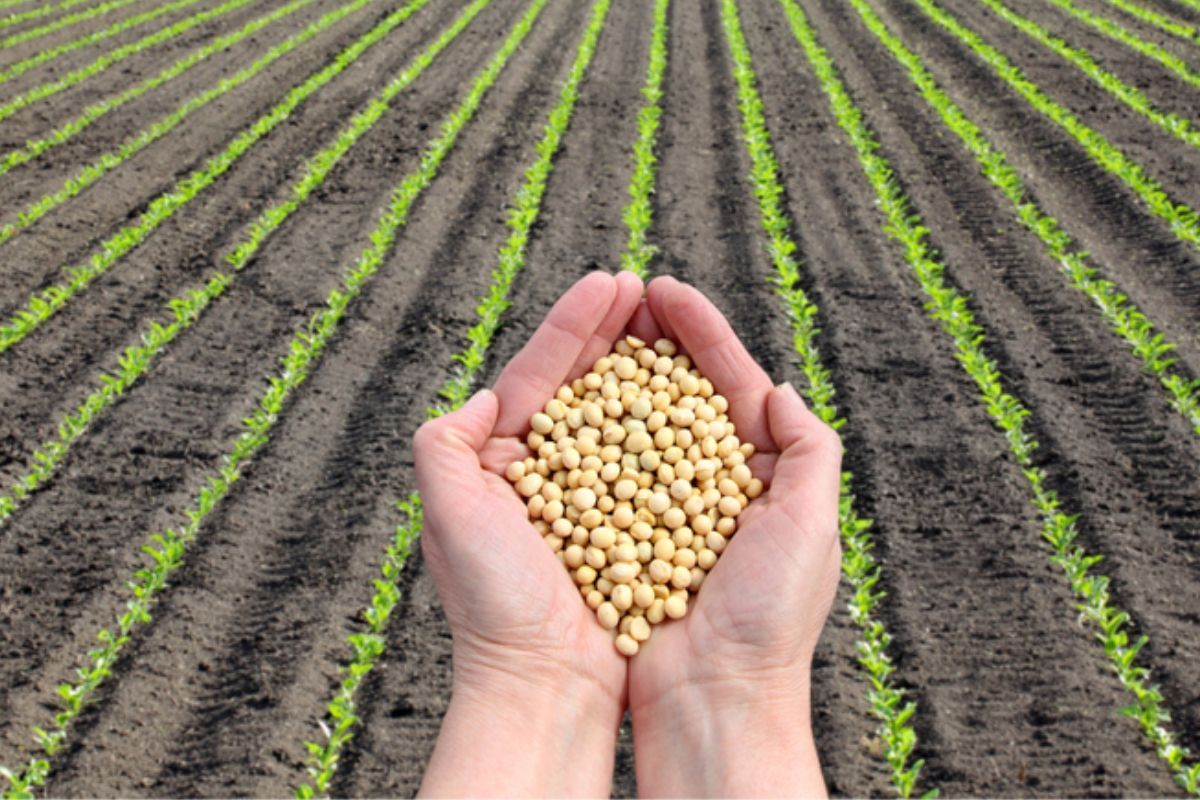 A soja no Paraná está ganhando uma atenção especial com um projeto inovador que une tecnologia, sustentabilidade e gestão de riscos