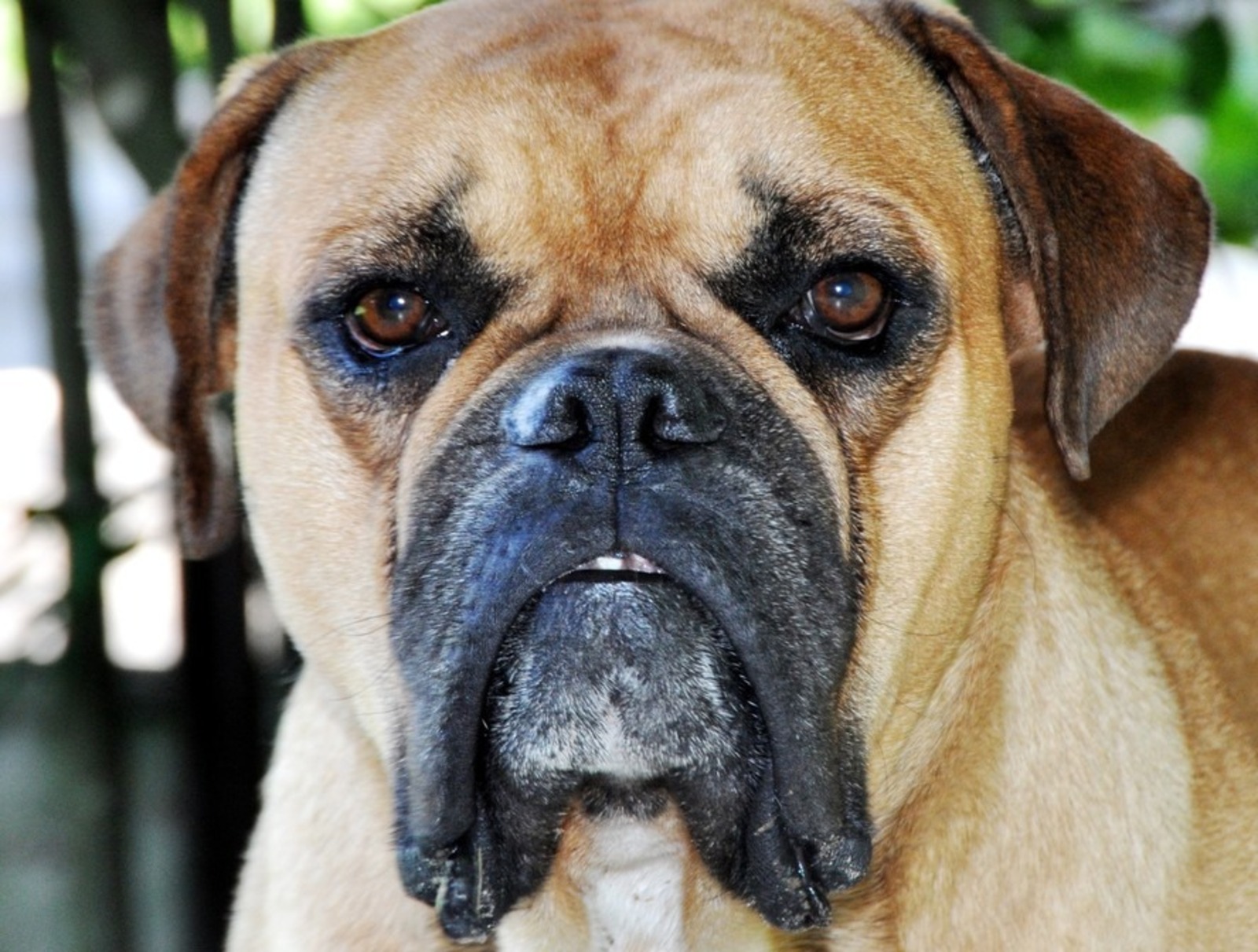 Buldogue campeiro, Raça
