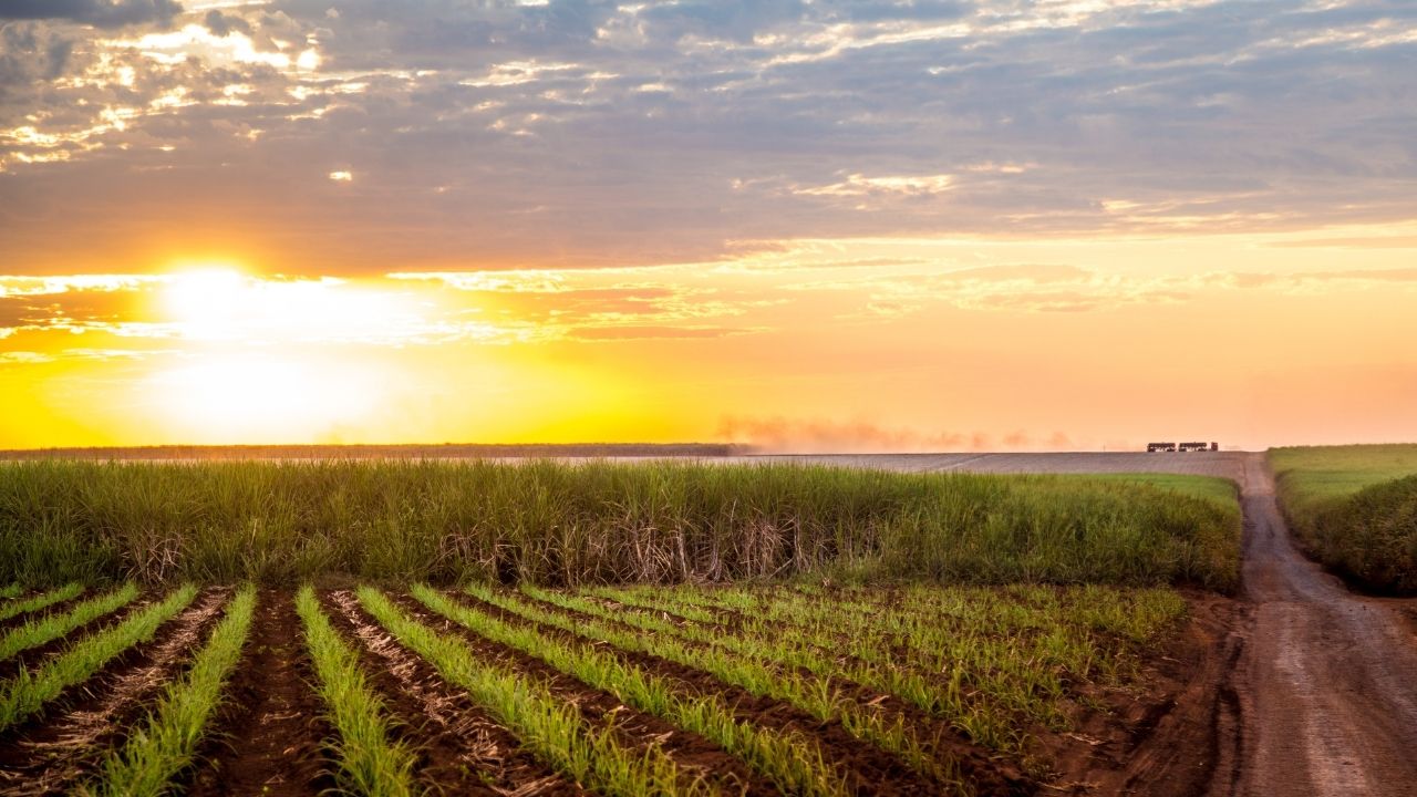 Safra 2025/26 de cana de açúcar deve encerrar em 596,97 mi t, com queda na produção de etanol; Agroconsult prevê recuperação em 2026/27.