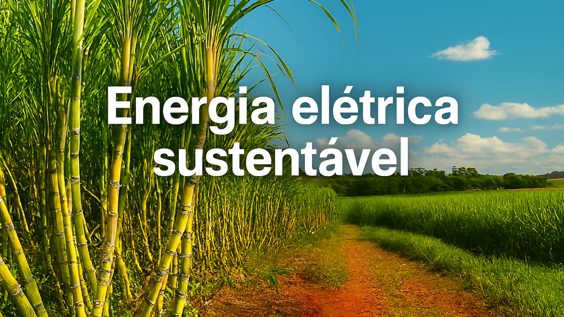 Campo de cana-de-açúcar em ambiente rural sob céu azul, com a frase “energia sustentável” ao centro.