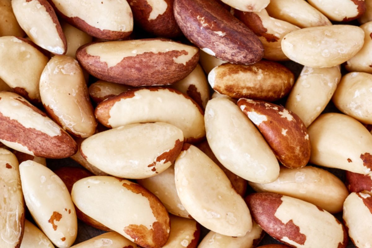 A exportação de castanha-do-Brasil ganhou mais relevância internacional com a recente autorização da Costa Rica para importar o produto brasileiro