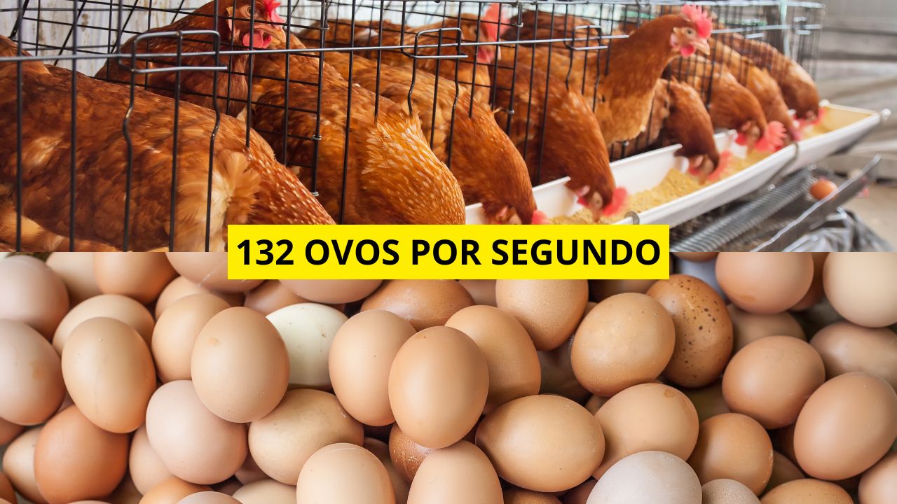 A história da cidade que virou a capital do ovo ao produzir 132 ovos por segundo. Descubra como essa produção em ovos mudou economia, tecnologia e mercado de ovos no Brasil.