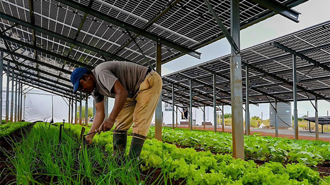 Primeira usina agro-solar do Sudeste, fruto de parceria entre GNA, SUNfarming, Uenf e Seenemar, alia geração de energia solar e produção agrícola sustentável, com investimento de R$ 15 milhões e foco em capacitação e segurança alimentar no Norte Fluminense. Fonte: Revista Fator Brasil