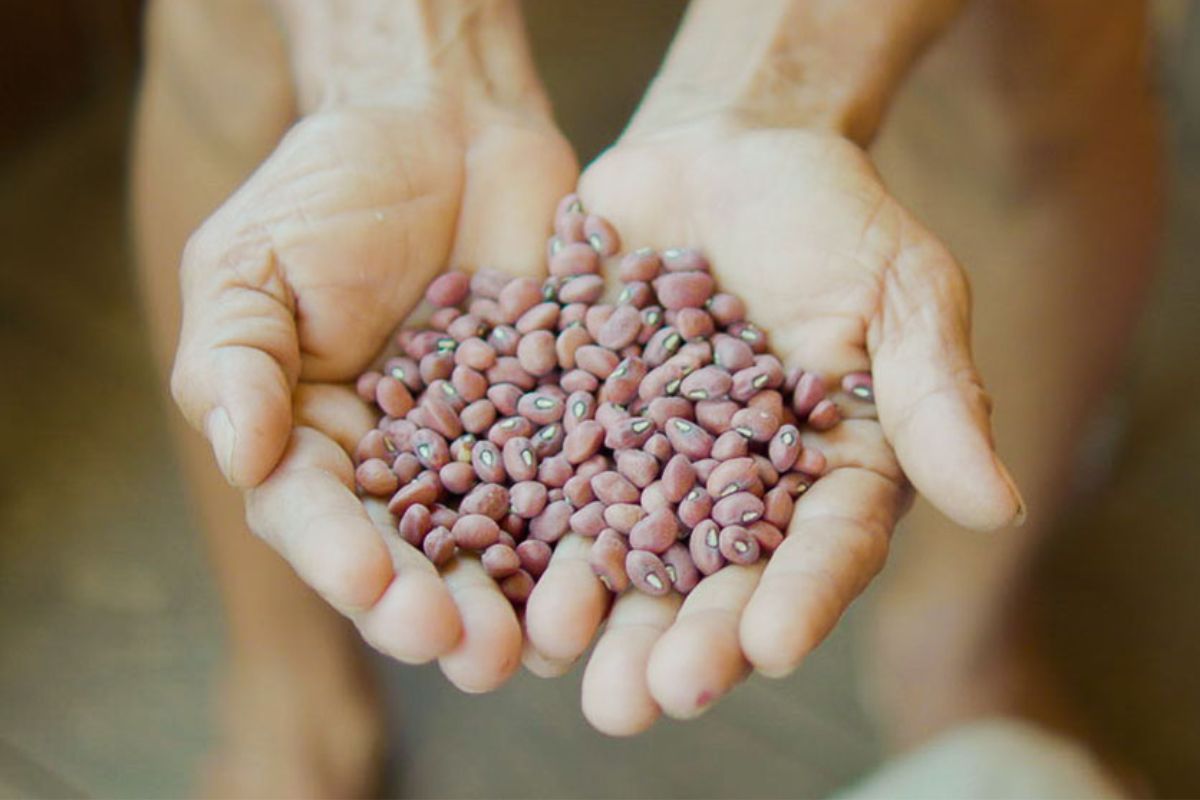 Os feijões da Amazônia atraem atenção de cientistas, nutricionistas e agricultores por sua notável composição nutricional e biodiversidade regional