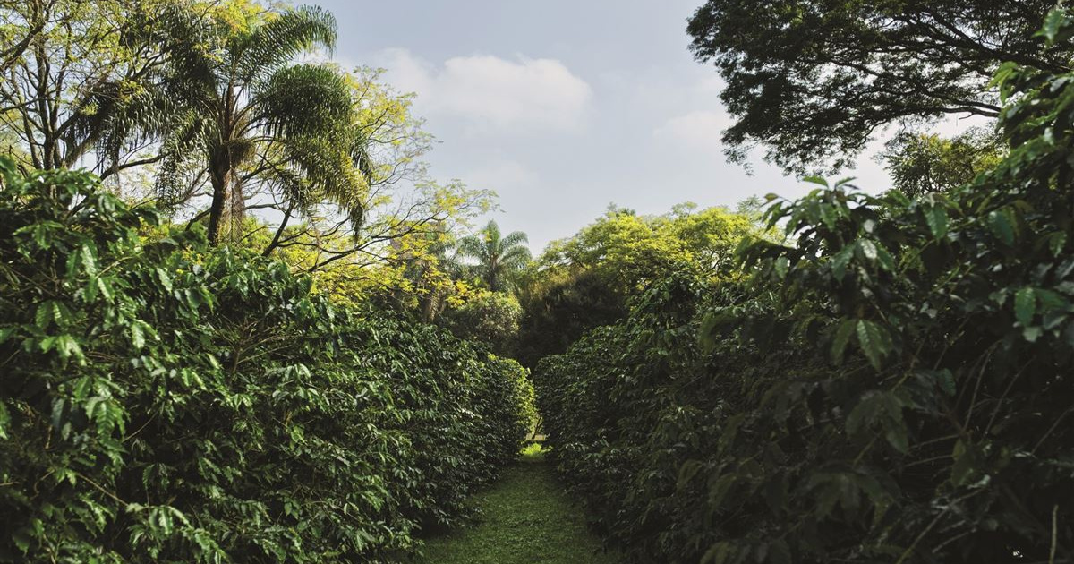 Maior cafezal urbano do mundo floresce em São Paulo e encanta com 10 mil m² de verde, 2.200 pés de café e pesquisas com abelhas.