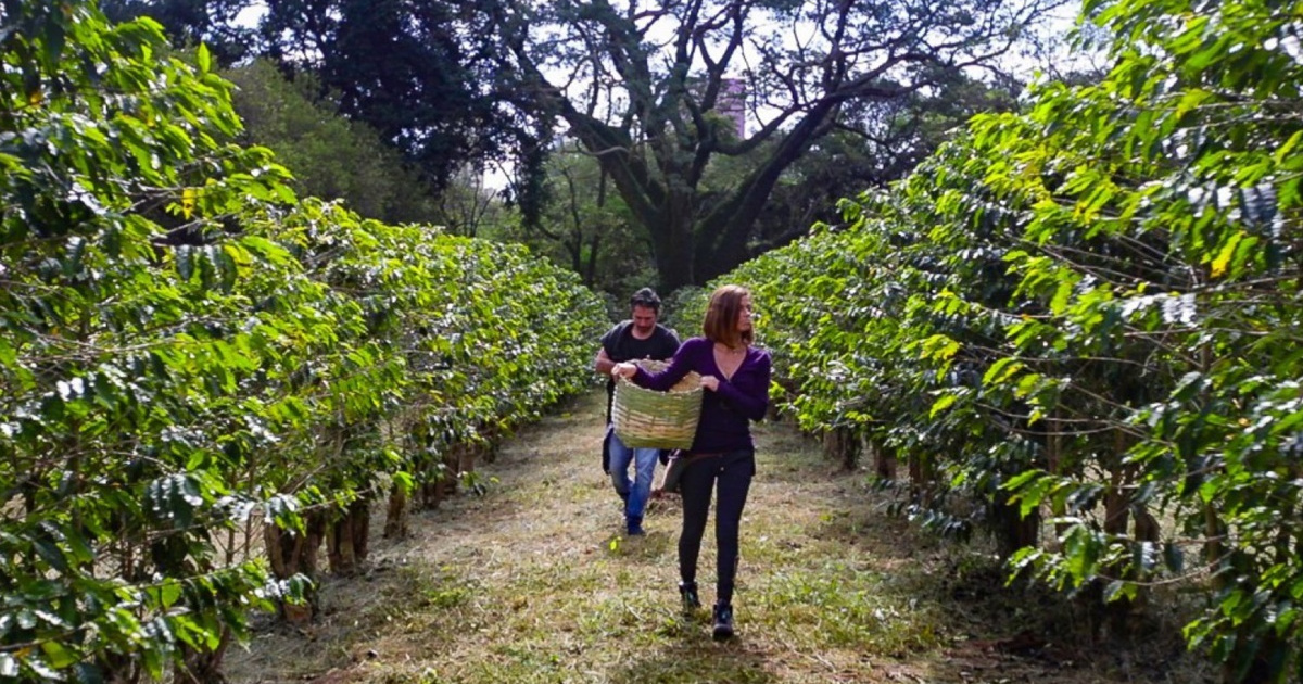 Maior cafezal urbano do mundo floresce em São Paulo e encanta com 10 mil m² de verde, 2.200 pés de café e pesquisas com abelhas.
