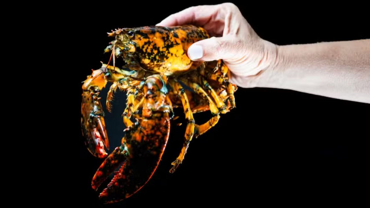 Uma lagosta calico rara, com carapaça laranja e manchas pretas, foi capturada em Massachusetts. Saiba como essa descoberta impressiona cientistas e se torna ferramenta de educação marinha.