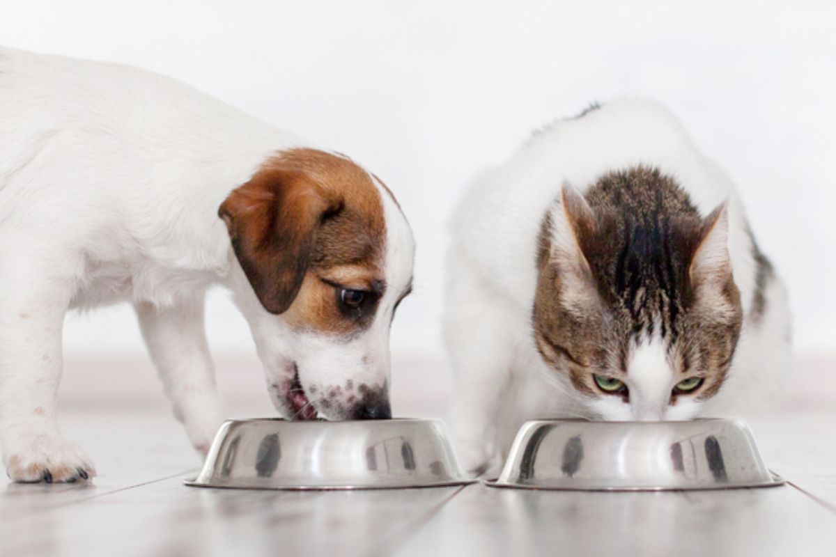 A Portaria SDA/Mapa nº 1.412/2025 estabelece novos padrões para micotoxinas em alimentos destinados a cães e gatos, promovendo qualidade, controle e segurança no setor pet brasileiro
