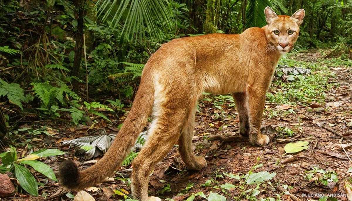 A maior reserva privada de Mata Atlântica preserva 31 mil hectares, revela antas albinas, orquídeas raras e encanta com cachoeiras cristalinas.