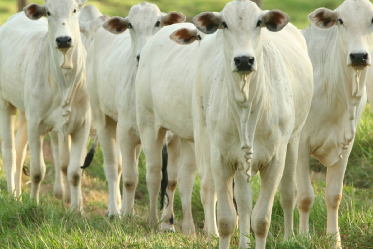 O fortalecimento da pecuária brasileira está vinculado a programas de sustentabilidade e bem-estar animal promovidos pelo Mapa, reconhecidos pela Organização Mundial da Saúde Animal (OMSA)