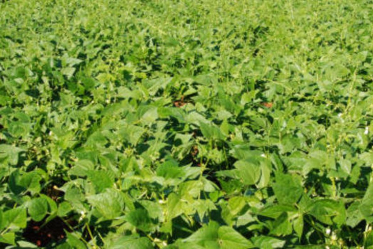 A produção de feijão em Minas Gerais é uma das mais expressivas do país, sustentando milhares de famílias e impulsionando a economia regional