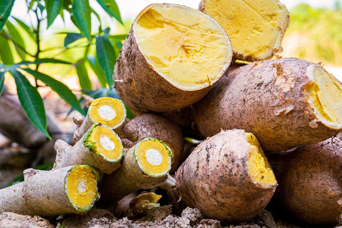 A produção de mandioca no Amazonas vive um momento histórico com o lançamento da cultivar BRS Jacundá, desenvolvida pela Embrapa Amazônia Ocidental e apresentada oficialmente no dia 9 de outubro, em Manaus