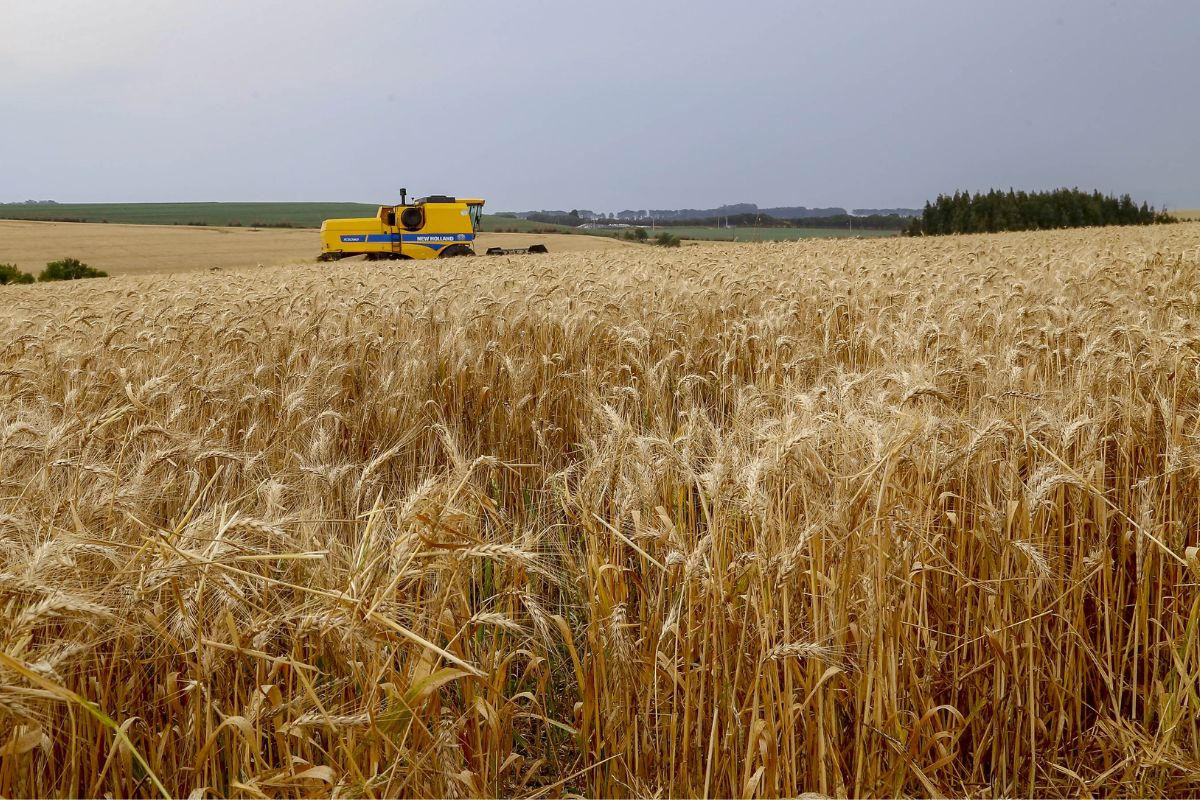 A safra de trigo 2025 no Paraná avança de forma expressiva e promete alcançar um marco histórico de produtividade, consolidando o Estado como referência nacional em eficiência agrícola
