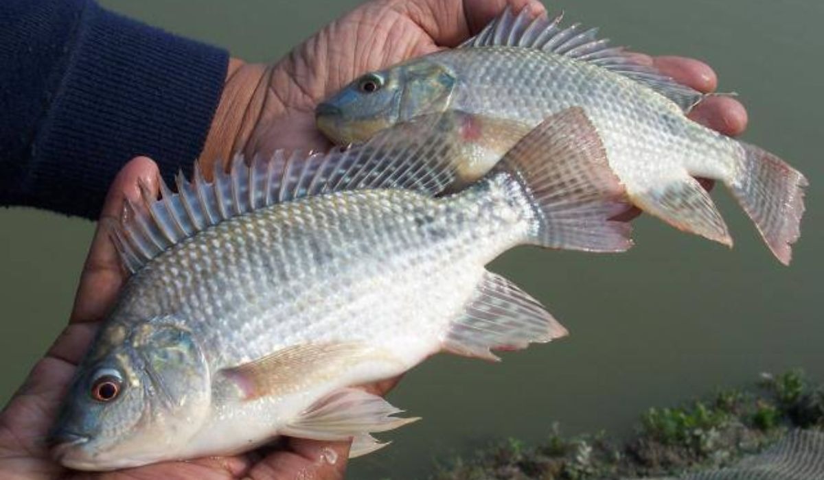 Tilápia pode ser classificada como espécie invasora e gerar impacto bilionário no agronegócio, segundo análise da Comissão Nacional de Biodiversidade