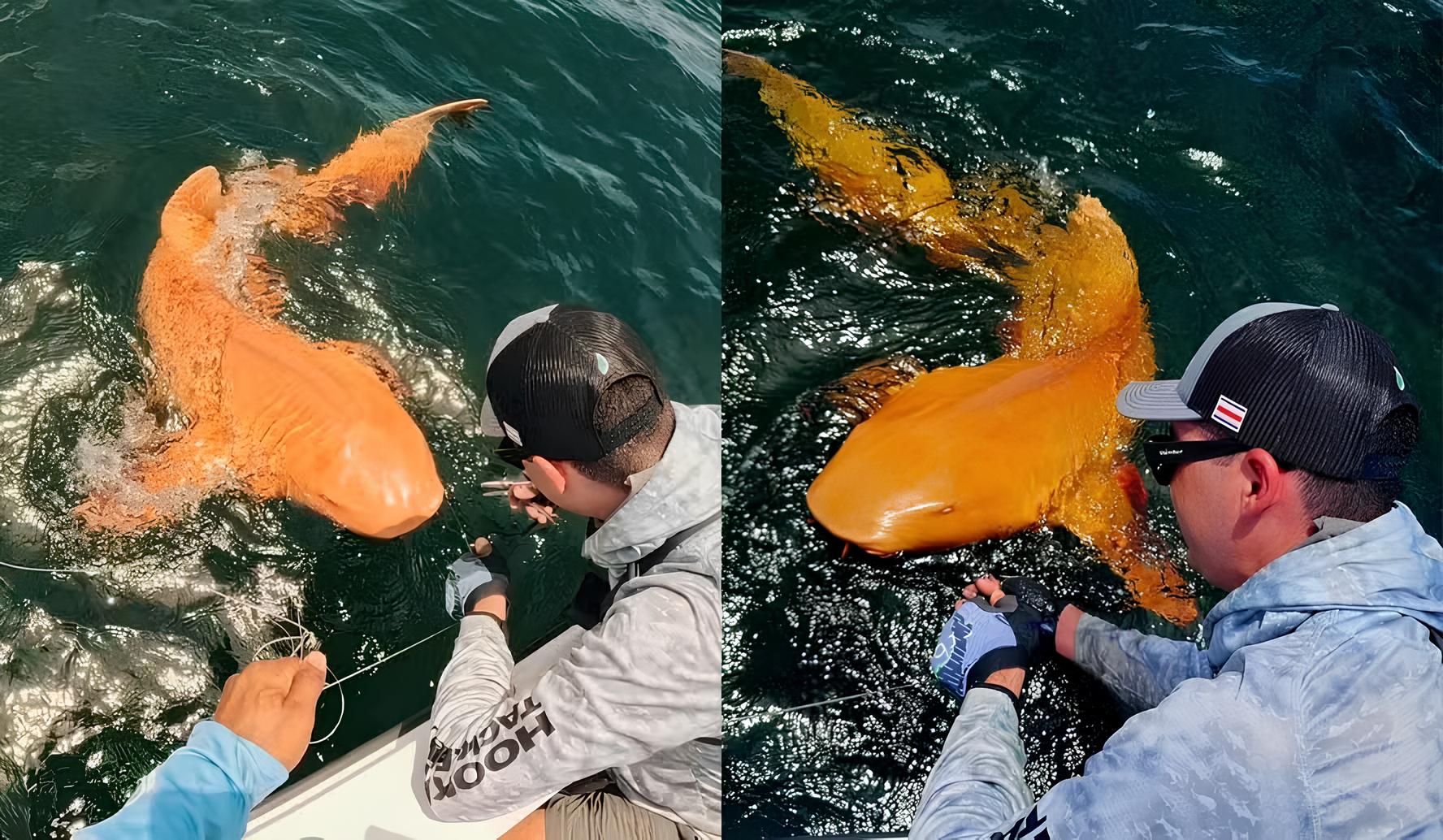 O primeiro tubarão-laranja do mundo é descoberto a 1.000 metros de profundidade: espécie rara surpreende cientistas ao apresentar coloração metálica