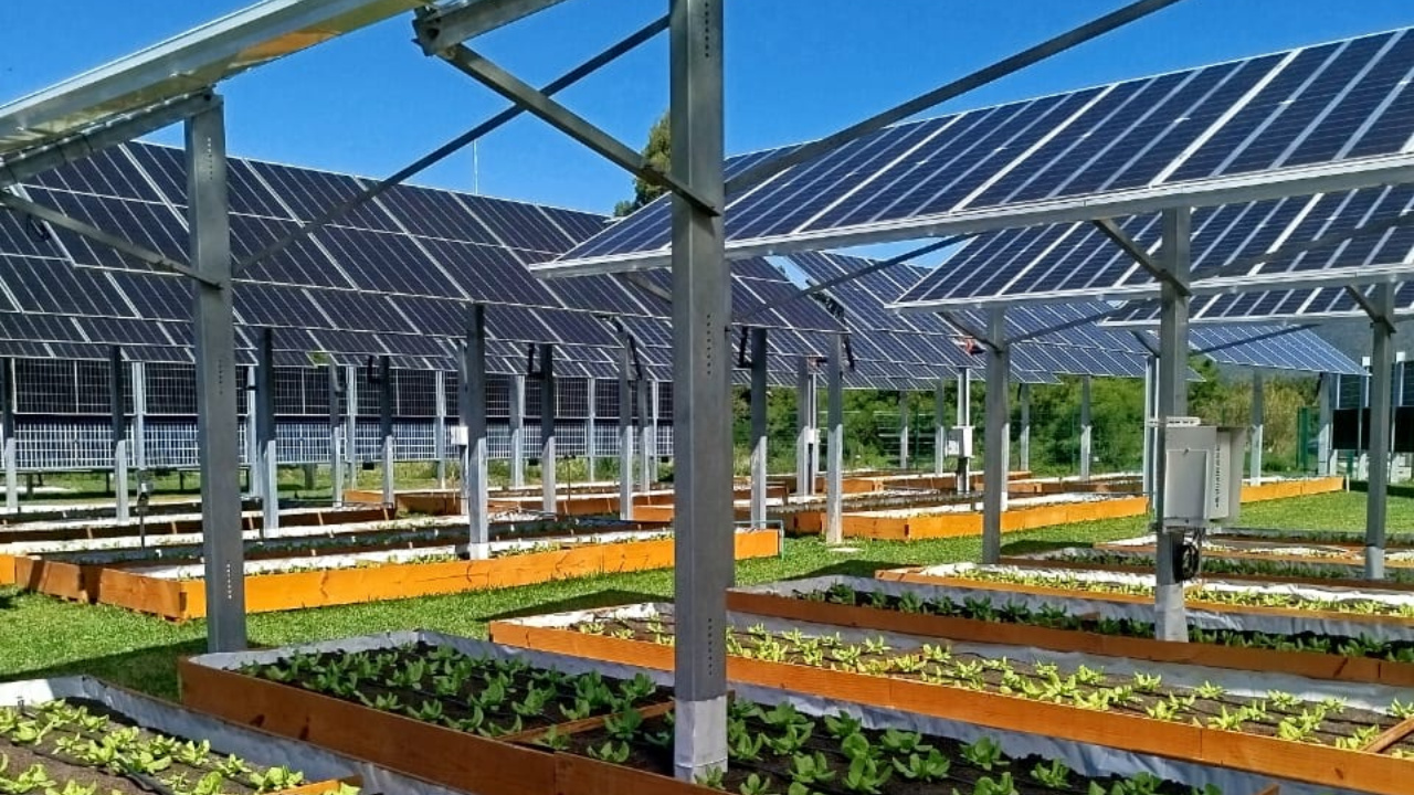 A UFSC inaugura um sistema agrivoltaico em Florianópolis que combina energia solar e agricultura sustentável. O projeto, em parceria com a Epagri, promete aumentar a produtividade do solo e impulsionar pesquisas sobre transição energética e inovação rural. Fonte: UFSC