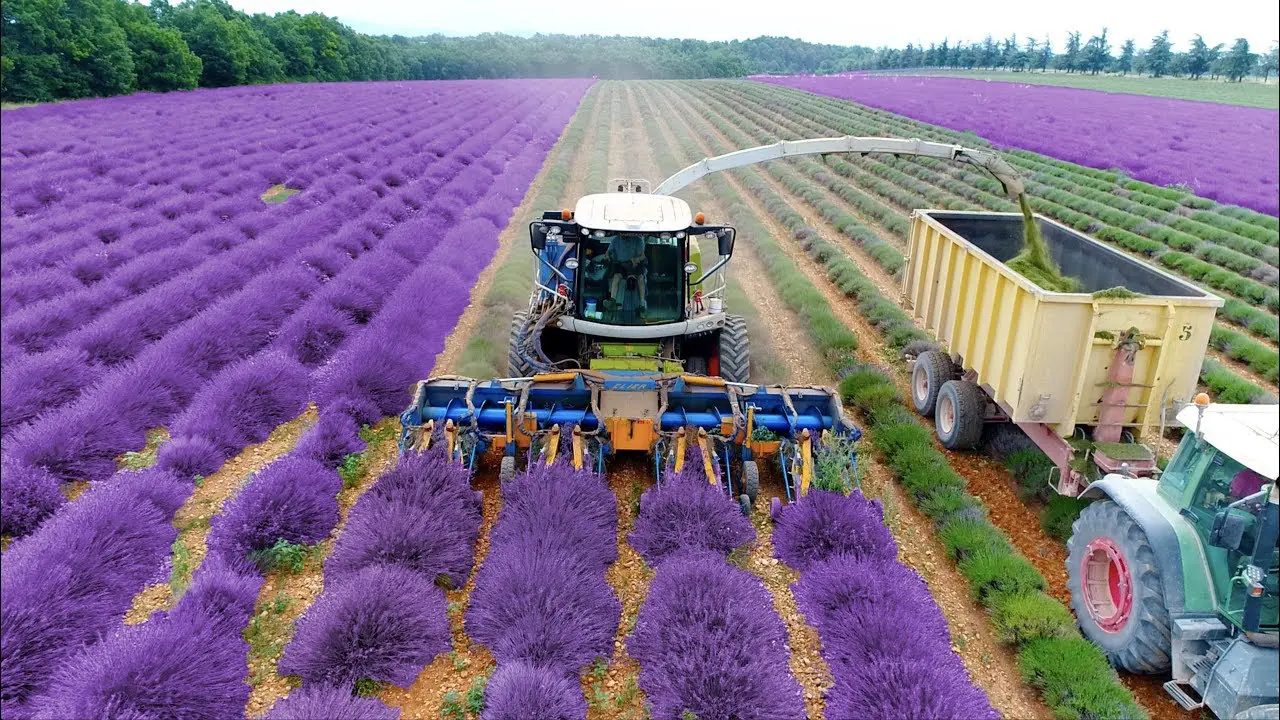 Com 35 mil hectares de lavanda, máquinas que colhem 2 toneladas por hora e destilarias que produzem 1.500 litros de óleo essencial por dia, o maior polo de lavanda do mundo movimenta mais de €1 bilhão por ano e sustenta a elite global da perfumaria