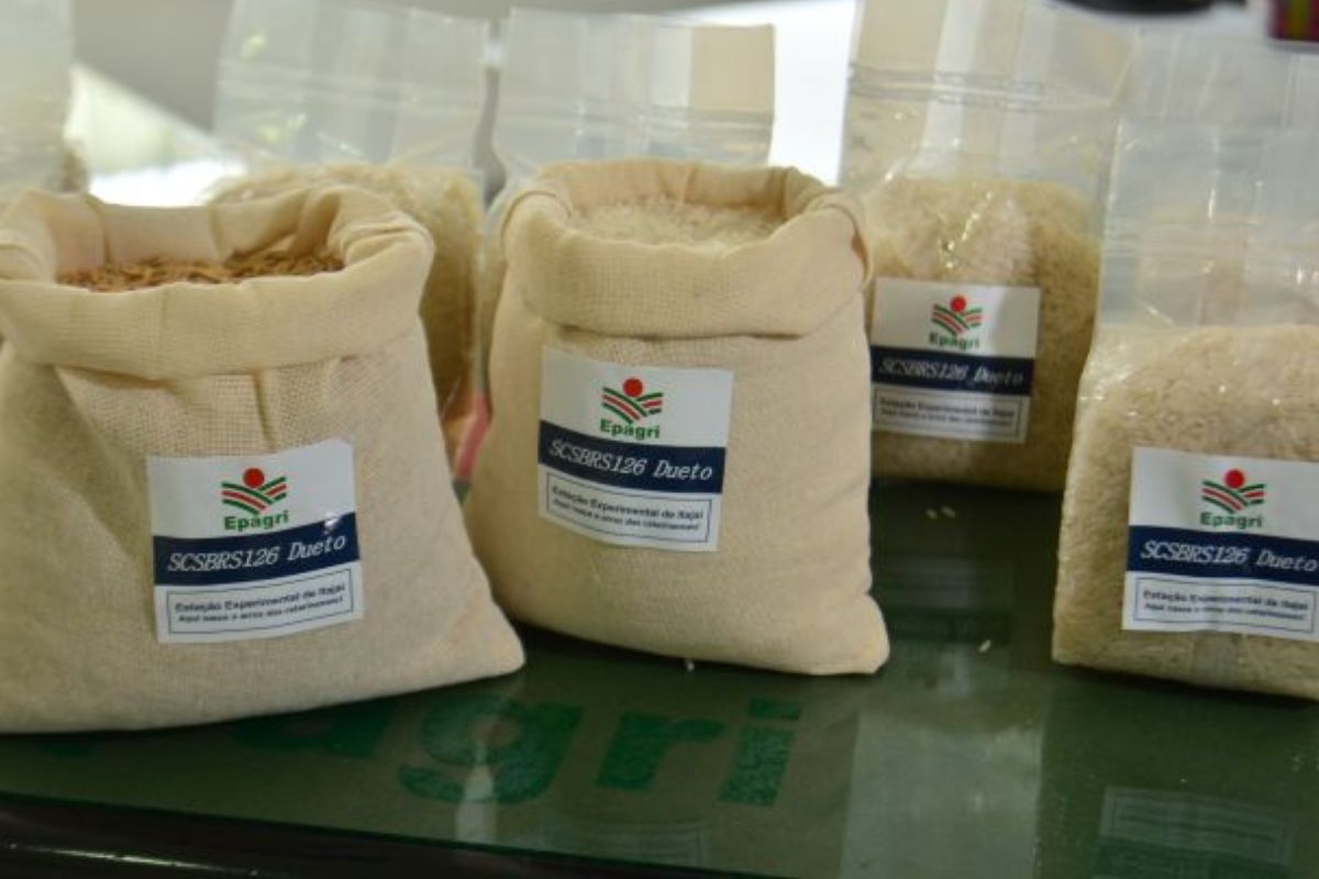 O arroz de Santa Catarina, especialmente a variedade SCSBRS126 Dueto, tem atraído os olhares do mundo ao se tornar símbolo de inovação, resiliência e segurança alimentar em tempos de intensas mudanças climáticas