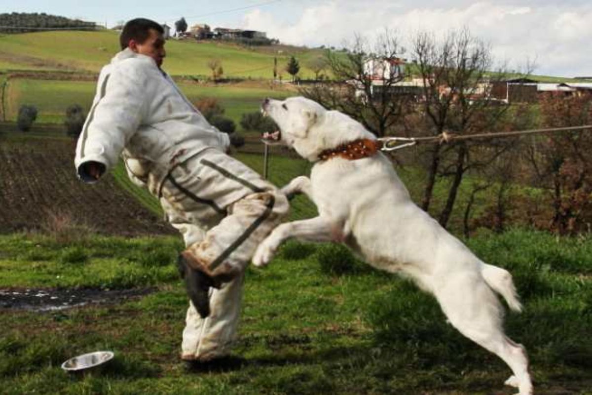 Alabai, cão de guarda extremo criado como matador de lobos, ocupa canis especializados, enfrenta ursos na origem e exige tutores preparados para manejar tamanho, instinto e responsabilidade.