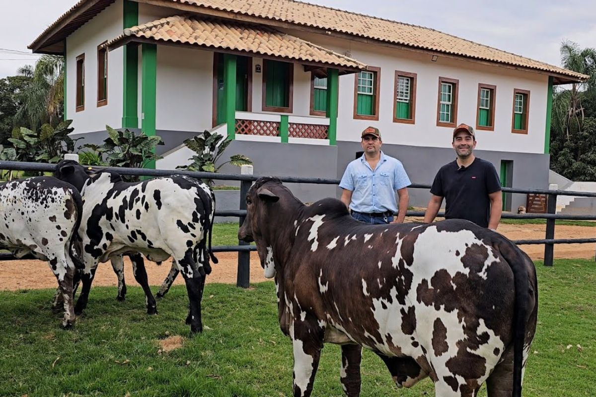 Na fazenda às margens da BR-265, o Nelore pintado, o curral antiestrês e 100 hectares de manejo e genética elevam a produção e valorizam o campo.