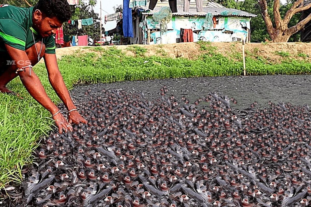 Em viveiro de bagre híbrido, ração peletizada melhora o desempenho do bagre híbrido em lago pequeno intensivo, reduz perdas na seca e mantém a produção comercial estável.