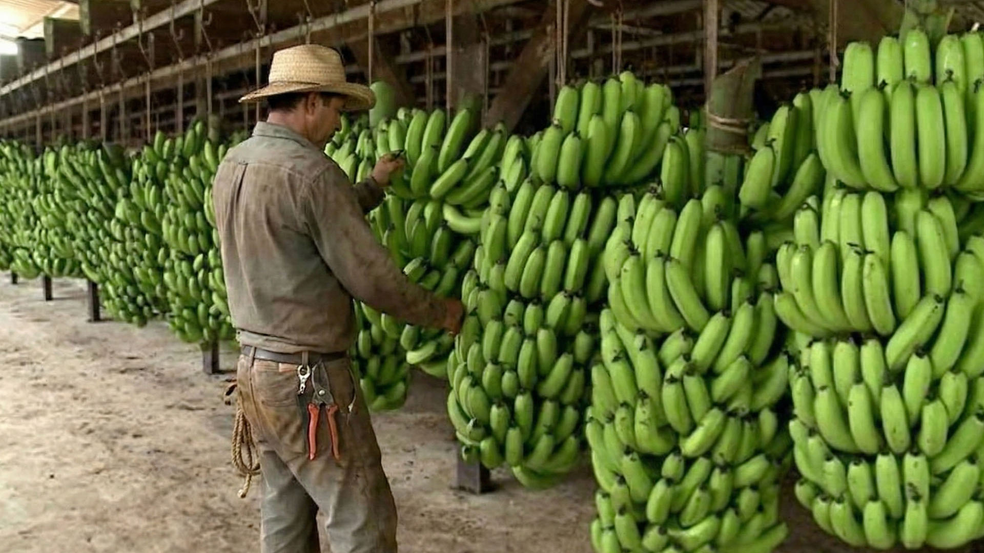 Com plantações em escala e centrais que processam toneladas, a cadeia da banana mostra