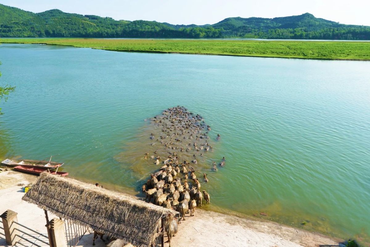 Espetáculo de búfalos cruzando o Rio Jialing em migração aquática única no interior da China, atraindo visitantes à China para ver de perto o Rio Jialing.