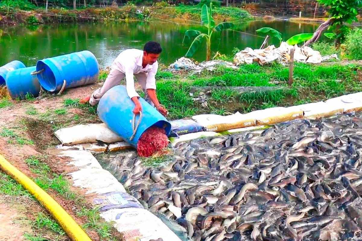 Na criação de panga superintensiva, tanques lotados transformam esse peixe em fonte de proteína barata. Entenda como a criação de panga faz do panga um protagonista da piscicultura mundial.